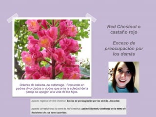 Red Chestnut o
castaño rojo
Exceso de
preocupación por
los demás

Dolores de cabeza, de estómago. Frecuente en
padres divorciados o viudos que ante la soledad de la
pareja se apegan a la vida de los hijos.

 