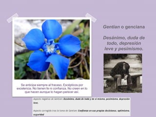 Gentian o genciana
Desánimo, duda de
todo, depresión
leve y pesimismo.

Se anticipa siempre al fracaso, Escépticos por
excelencia. No tienen fe ni confianza. No creen en lo
que hacen aunque lo hagan parecer así.

 