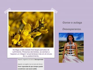 Gorse o aulaga
Desesperanza.

Se llega a este estado tras largos periodos de
sufrimiento. Personas derrotistas, se sientan a
“esperar un milagro” encerrándose más en el círculo
de su padecimiento.

 