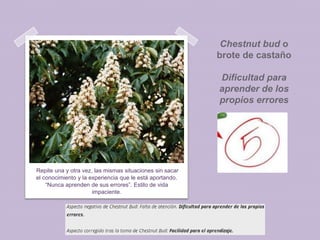 Chestnut bud o
brote de castaño
Dificultad para
aprender de los
propios errores

Repite una y otra vez, las mismas situaciones sin sacar
el conocimiento y la experiencia que le está aportando.
“Nunca aprenden de sus errores”. Estilo de vida
impaciente.

 
