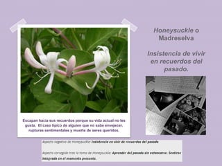 Honeysuckle o
Madreselva
Insistencia de vivir
en recuerdos del
pasado.

Escapan hacia sus recuerdos porque su vida actual no les
gusta. El caso típico de alguien que no sabe envejecer,
rupturas sentimentales y muerte de seres queridos.

 