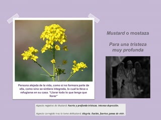 Mustard o mostaza
Para una tristeza
muy profunda

Persona alejada de la vida, como si no formara parte de
ella, como sino se sintiera integrada, lo cual la lleva a
refugiarse en su casa. “Llorar todo lo que tenga que
llorar”

 