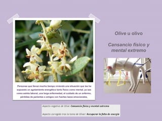 Olive u olivo
Cansancio físico y
mental extremo

Personas que llevan mucho tiempo viviendo una situación que les ha
supuesto un agotamiento energético tanto físico como mental, ya sea
como estrés laboral, una larga enfermedad, el cuidado de un enfermo,
pérdidas de parientes o amigos con fuertes lazos emocionales,

 