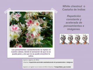 White chestnut o
Castaña de Indias
Repetición
constante y
acelerada de
pensamientos e
imágenes.

Los pensamientos constantemente se repiten en
nuestra cabeza, dando la sensación de que no se
puede parar, y de que no se puede encontrar la
calma.

 