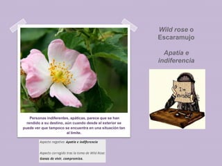Wild rose o
Escaramujo
Apatía e
indiferencia

Personas indiferentes, apáticas, parece que se han
rendido a su destino, aún cuando desde el exterior se
puede ver que tampoco se encuentra en una situación tan
al límite.

 