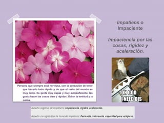 Impatiens o
Impaciente
Impaciencia por las
cosas, rigidez y
aceleración.

Persona que siempre está nerviosa, con la sensación de tener
que hacerlo todo rápido y de que el resto del mundo es
muy lento. Es gente muy capaz y muy autosuficiente, les
gusta hacer las cosas bien y rápidas. Odian la lentitud y la
calma.

 