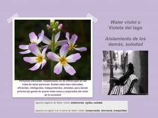 Water violet o
Violeta del lago

Aislamiento de los
demás, soledad

Personas educadas, respetuosas, no se inmiscuyen en las
vidas de otras personas. Suelen estar bien educadas,
eficientes, inteligentes, independientes, amables, pero donde
prioriza las ganas de querer estar solos y separados del resto
de la sociedad

 