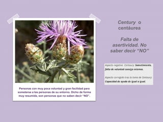 Century o
centáurea
Falta de
asertividad. No
saber decir “NO”

Personas con muy poca voluntad y gran facilidad para
someterse a las personas de su entorno. Dicho de forma
muy resumida, son personas que no saben decir “NO”.

 