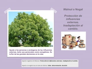 Walnut o Nogal
Protección de
influencias
externas.
Inadaptación al
cambio.

Ayuda a las personas a protegerse de las influencias
externas, tanto sea personales como energéticas. Es
la flor de las grandes decisiones en la vida.

 