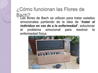 ¿Cómo funcionan las Flores de
Bach? de Bach se utilizan para tratar estados
 Las flores
emocionales partiendo de la idea de “tratar al
individuo en vez de a la enfermedad”, solucionar
el problema emocional para resolver la
enfermedad física.

 