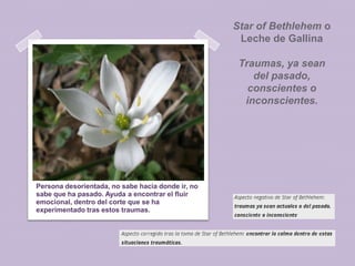 Star of Bethlehem o
Leche de Gallina
Traumas, ya sean
del pasado,
conscientes o
inconscientes.

Persona desorientada, no sabe hacia donde ir, no
sabe que ha pasado. Ayuda a encontrar el fluir
emocional, dentro del corte que se ha
experimentado tras estos traumas.

 
