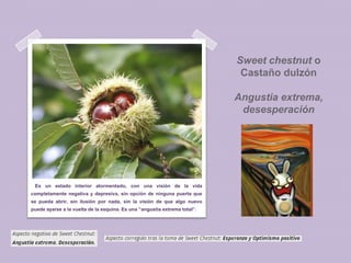 Sweet chestnut o
Castaño dulzón
Angustia extrema,
desesperación

Es un estado interior atormentado, con una visión de la vida
completamente negativa y depresiva, sin opción de ninguna puerta que
se pueda abrir, sin ilusión por nada, sin la visión de que algo nuevo
puede ayarse a la vuelta de la esquina. Es una “angustia extrema total”.

 