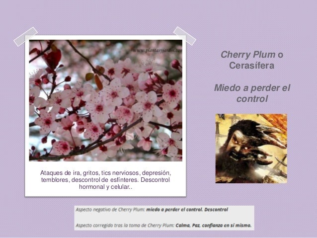 Resultado de imagen para IMAGEN CHERRY PLUM FLORES DE BACH