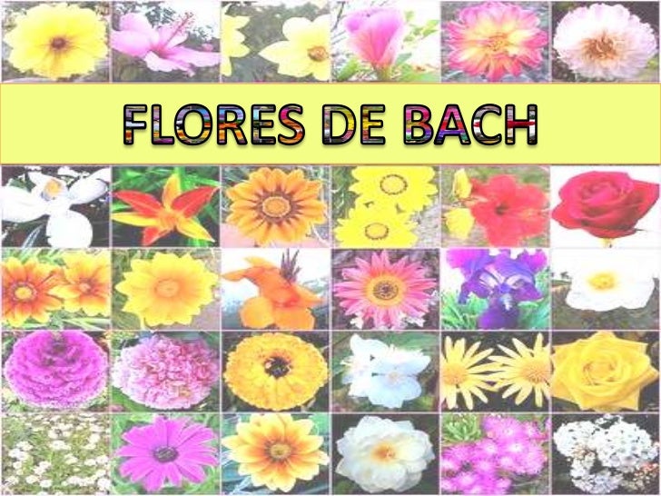 Flores de Bach