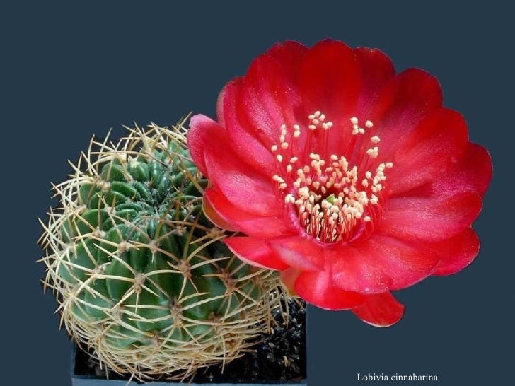 flores de cactus