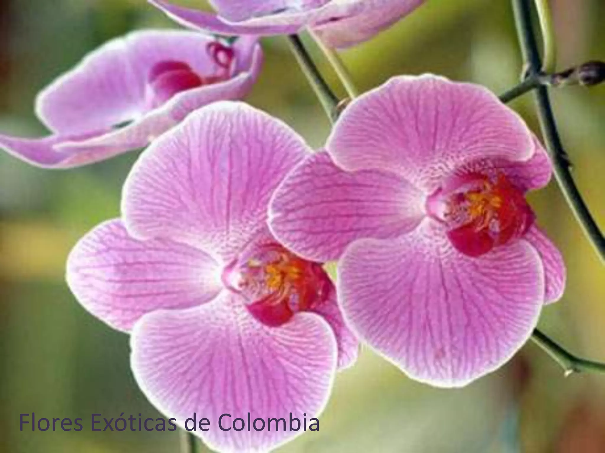 Flores de colombia