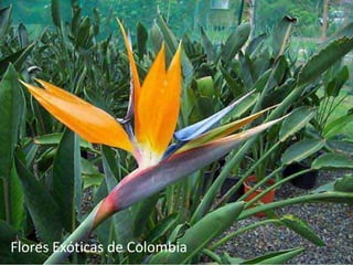 Flores Exóticas de Colombia 