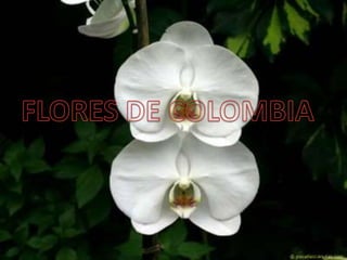 Flores de colombia
 