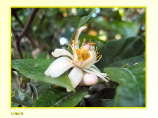 Limon 