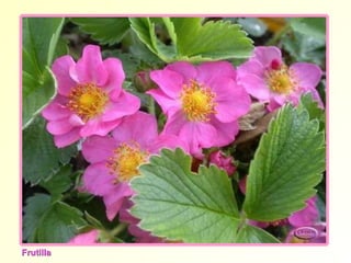 Frutilla 