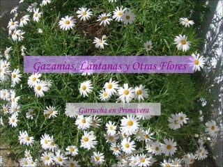 Gazanias, Lantanas y Otras Flores Garrucha en Primavera 