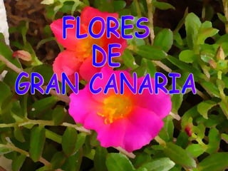 FLORES DE  GRAN CANARIA 