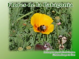 Flores de la patagonia 