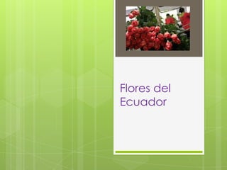 Flores del
Ecuador

 
