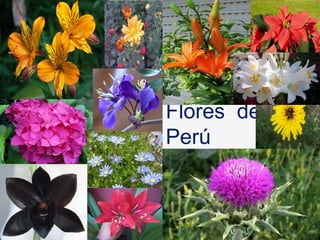 Flores del
Perú
 