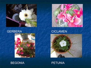 GERBERA CICLAMEN
PETUNIABEGONIA
 