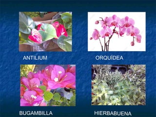 BUGAMBILLA HIERBABUENA
ORQUÍDEAANTILIUM
 