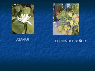 AZAHAR ESPINA DEL SEÑOR
 