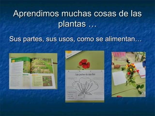 Aprendimos muchas cosas de lasAprendimos muchas cosas de las
plantas …plantas …
Sus partes, sus usos, como se alimentan…Sus partes, sus usos, como se alimentan…
 