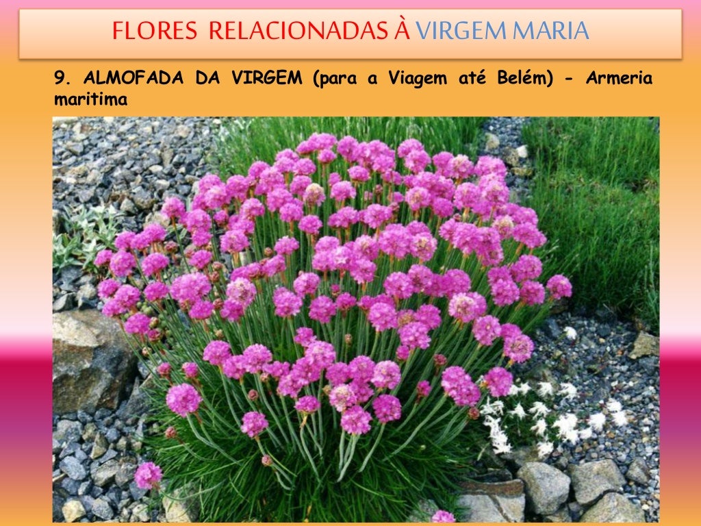 download hotel flor de maria download hotel flor de maria