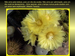 Não ame pela beleza, pois um dia ela acaba. Não ame por admiração, pois um dia você se decepciona... Ame apenas, pois o tempo nunca pode acabar com um amor sem explicação. (Madre Tereza)  