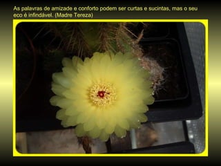 As palavras de amizade e conforto podem ser curtas e sucintas, mas o seu eco é infindável. (Madre Tereza) 