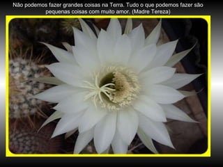 Não podemos fazer grandes coisas na Terra. Tudo o que podemos fazer são pequenas coisas com muito amor. (Madre Tereza) 