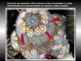 Você tem que aprender a ficar imóvel no meio da atividade e a estar
vibrantemente vivo quando estiver em repouso. (Indira Gandhi)
 