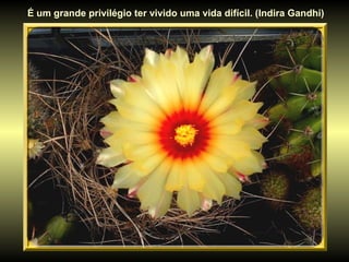 É um grande privilégio ter vivido uma vida difícil. (Indira Gandhi)
 