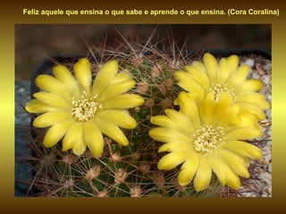 Feliz aquele que ensina o que sabe e aprende o que ensina. (Cora Coralina)
 