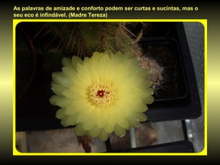 As palavras de amizade e conforto podem ser curtas e sucintas, mas o
seu eco é infindável. (Madre Tereza)
 