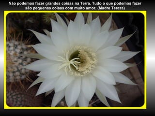 Não podemos fazer grandes coisas na Terra. Tudo o que podemos fazer
são pequenas coisas com muito amor. (Madre Tereza)
 