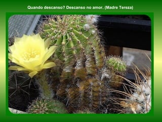 Quando descanso? Descanso no amor. (Madre Tereza)
 