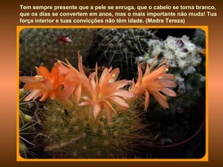 Tem sempre presente que a pele se enruga, que o cabelo se torna branco,
que os dias se convertem em anos, mas o mais importante não muda! Tua
força interior e tuas convicções não têm idade. (Madre Tereza)
 