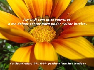 Aprendi com as primaveras a me deixar cortar para poder voltar inteira. Cecília Meirelles (1901/1964), poetisa e jornalista brasileira  