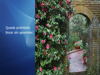 Queda prohibido llorar sin aprender;  