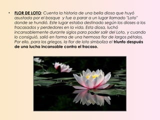 • FLOR DE LOTO: Cuenta la historia de una bella diosa que huyó
asustada por el bosque y fue a parar a un lugar llamado "Loto"
donde se hundió. Este lugar estaba destinado según los dioses a los
fracasados y perdedores en la vida. Esta diosa, luchó
incansablemente durante siglos para poder salir del Loto, y cuando
lo consiguió, salió en forma de una hermosa flor de largos pétalos.
Por ello, para los griegos, la flor de loto simboliza el triunfo después
de una lucha incansable contra el fracaso.
 