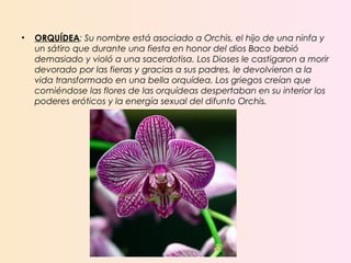 • ORQUÍDEA: Su nombre está asociado a Orchis, el hijo de una ninfa y
un sátiro que durante una fiesta en honor del dios Baco bebió
demasiado y violó a una sacerdotisa. Los Dioses le castigaron a morir
devorado por las fieras y gracias a sus padres, le devolvieron a la
vida transformado en una bella orquídea. Los griegos creían que
comiéndose las flores de las orquídeas despertaban en su interior los
poderes eróticos y la energía sexual del difunto Orchis.
 