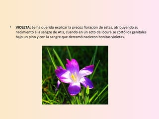 • VIOLETA: Se ha querido explicar la precoz floración de éstas, atribuyendo su
nacimiento a la sangre de Atis, cuando en un acto de locura se cortó los genitales
bajo un pino y con la sangre que derramó nacieron bonitas violetas.
 