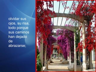 olvidar sus
ojos, su risa,
todo porque
sus caminos
han dejado
de
abrazarse;
 